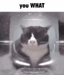 You What Cat GIF - You What Cat Shock GIFs