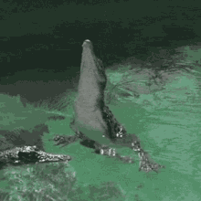 All You Have To Do Is Believe! GIF - Alligator Crocodile Vertical Walk GIFs
