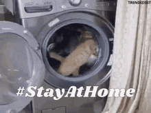 Stay Home Cat GIF