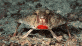a close up of a crab with a red lip