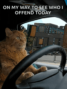 a cat sits in the driver 's seat of a car with the caption on my way to see who i offend today