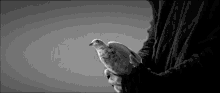 Slow Motion Pigeon GIF - Slow Motion Pigeon Bird GIFs