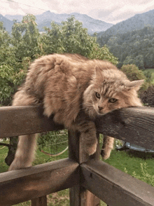 a fluffy cat laying on a wooden fence post with mountains in the background