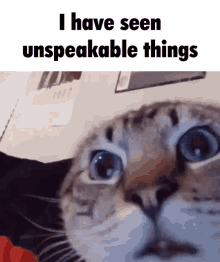 Cat I Have Seen Unspeakable Things GIF - Cat I Have Seen Unspeakable Things I Have Seen Things GIFs