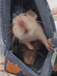 Rat Cute GIF - Rat Cute Boop GIFs