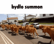 a herd of cows are walking down a street with the word bydlo summon above them