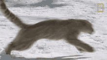 Running Snow Leopards101 GIF - Running Snow Leopards101 On The Way GIFs