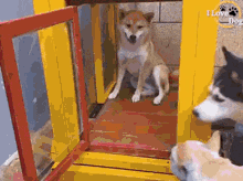 Puppy Elevator GIF