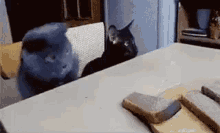 Cat Steals GIF - Cat Steals Food GIFs