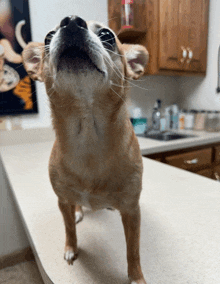 a small brown dog is standing on a counter and looking up