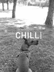 Dog Chill GIF - Dog Chill GIFs