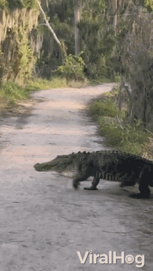 Alligator Australia GIF - Alligator Australia Crawling GIFs