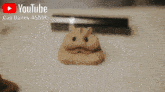 a youtube advertisement for cap bailey asmr features a hamster