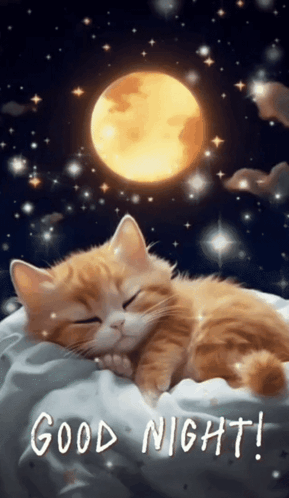 Good Night Images New 2023 Cute Cat GIF - Good night images new