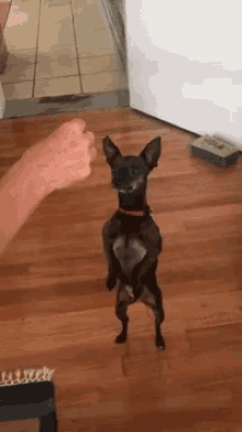Dog Dancing GIF - Dog Dancing Training GIFs