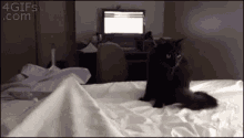 Cat Attack GIF - Attack Cat Catattack GIFs
