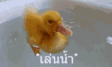 duckling bathing