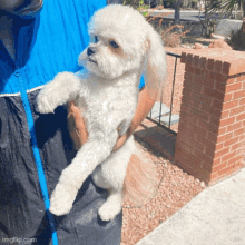 Dog Cleaning Mobile Cleaning Bath Near Me GIF - Dog Cleaning Mobile Cleaning Bath Near Me GIFs