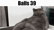 Balls Balls 39 GIF - Balls Balls 39 Cat GIFs