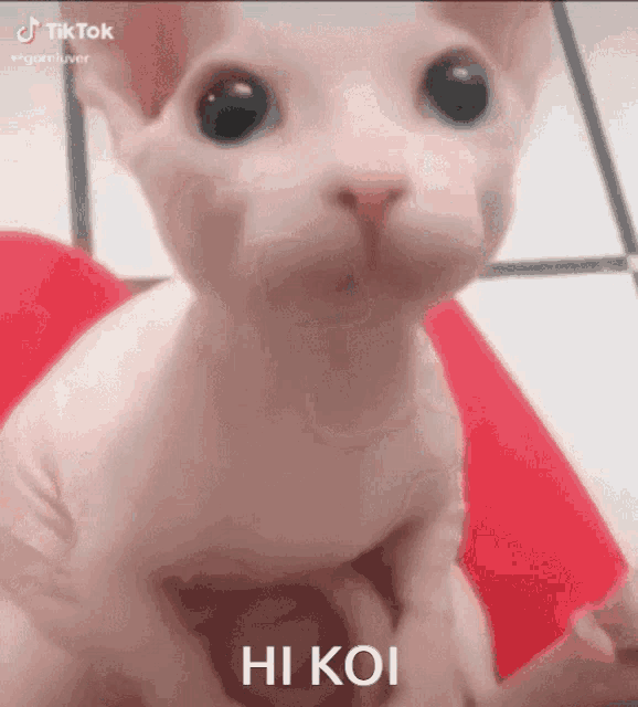 Hi Koi Hello Koi GIF - Hi Koi Hello Koi Hi King Koi - Discover & Share GIFs