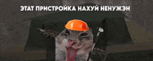 a cat wearing an orange hard hat is sticking out its tongue