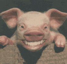 Pigs1 GIF - Pigs1 GIFs