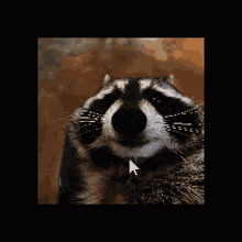 Raccoon Rotate Cube GIF - Raccoon Rotate Cube GIFs