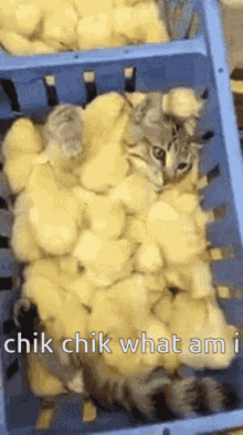 Chikens GIF - Chikens GIFs