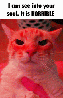 Angry Cat Staring GIF