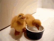 Duckling Cute GIF - Duckling Cute Aww GIFs
