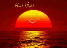 good night sun bird seagull heart