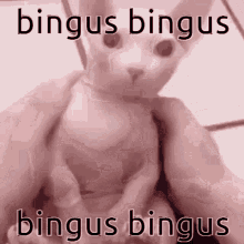 Bingus Cat GIF - Bingus Cat Top Text GIFs