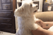 Puppy Dogs GIF - Puppy Dogs Maltese GIFs