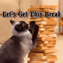 Lets Get This Bread Funny GIF - Lets Get This Bread Funny Cat GIFs