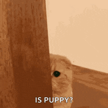 a cat is peeking out from behind a door and asking is puppy .