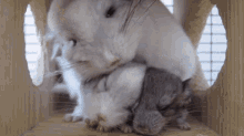 How To Tell A Chinchilla Age GIF - How To Tell A Chinchilla Age GIFs