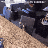 a cat sitting on a chair with a caption that says " when karma asks "