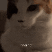 a close up of a cat sitting on a couch with the word finland in the corner .