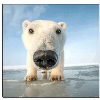 Polar Bear Sticker - Polar Bear Stickers