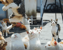 Cat Ai GIF - Cat Ai Slimenet GIFs
