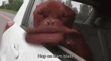 a brown dog is sticking its head out of the window of a car .