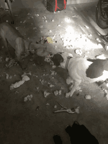 Bad Dogs Mess GIF - Bad Dogs Mess Tug Of War GIFs