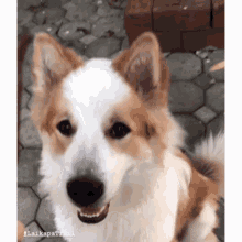 ไลก้สพาเทรล Laikapatrail GIF - ไลก้สพาเทรล Laikapatrail Dog GIFs