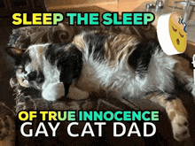 a calico cat laying on a couch with the words sleep the sleep of true innocence gay cat dad