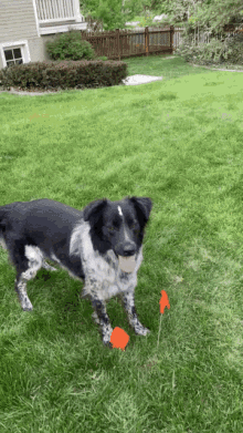 Ollie Dogs GIF - Ollie Dogs Dog Trick GIFs