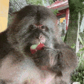 a close up of a monkey eating a piece of food