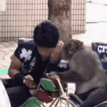 Monkey Whisper GIF
