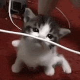 a kitten is playing with a wire on a red blanket .