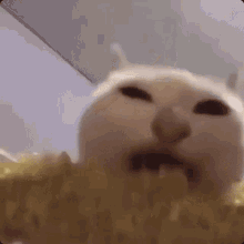 Cat Eating Corn GIF