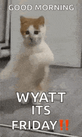 a cat is standing on its hind legs in a room with the words `` good morning wyatt its friday ! ''